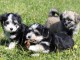 Superbes Chiots Bichon Havanais Pure Race Pedigree