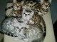 adorable chatons de Bengal LOOF. disponible de suite