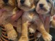 Magnifique Chiots Cockapoo disponible de suite