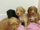 Magnifique chiots F1 Cockapoo pour adoption