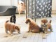 Sublimes Chiots Shiba Inu Pure Race 