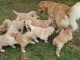 Magnifiques Chiots Golden Retriever Pure Race