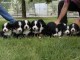 Magnifiques chiots Bouvier Bernois Pure Race