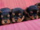 Superbes Chiots Yorkshire Terrier Pure Race