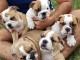 Chiots bulldog anglais LOF disponible de suite 