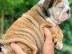 Chiots bulldog anglais LOF disponible de suite 