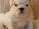 Chiots bulldog anglais LOF disponible de suite 