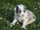 Adorable chiot  Border Collie  à donner