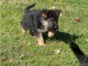 Adorable chiot berger allemand  à donner