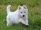 Adorable chiot Berger Blanc Suisse  à donner