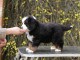 Adorable chiot  Bouvier bernois à donner .