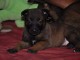 CHIOTS BERGER MALINOIS PURE RACE