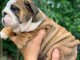 Chiots bulldog anglais LOF disponible de suite 