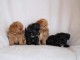 Magnifique chiots caniche bichon disponible de suite 