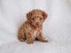 Magnifique chiots caniche bichon disponible de suite 