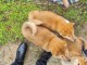 SUPERBES CHIOTS SHIBA-INU, L.O.F.