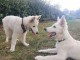 Chiots de race Berger blanc suisse