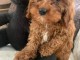 Beau chiot cavapoo disponible