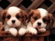 chiots king charles pour votre maison