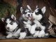 Chiots Husky mâles et femelles à vendre