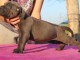 chiots cane corso a donner