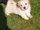 CHIOT BICHON HAVANAIS PURE RACE