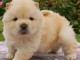 chiot chow chow a donner