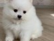 Adorable Spitz pomeranian nain a donner