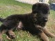 chiots Berger allemand pure race a donner