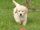 chiots golden retriever  a donner