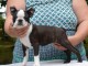 Chiot Boston Terrier pure race a donner