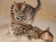 adorable chatons de Bengal LOOF. disponible de suite