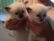 Adorable chatons sacre de Birmanie a donner