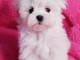 magnifique chiots bichon maltais à donner 