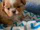 adorable chiot shih tzu 