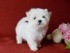 magnifique chiot bichon maltais à donner 