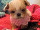 adorable chiot shih tzu 