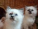 Adorables chatons sacré de Birmanie à donner 