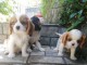 Magnifique Chiots Cavalier King disponible de suite