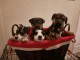 CHIOTS JACK RUSSEL A DONNER PAS A VENDRE 