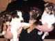 CHIOTS JACK RUSSEL A DONNER PAS A VENDRE 