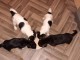 CHIOTS JACK RUSSEL A DONNER PAS A VENDRE 