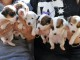 CHIOTS JACK RUSSEL A DONNER 