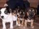 CHIOTS JACK RUSSEL A DONNER 