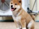 SUPERBES CHIOTS SHIBA-INU, L.O.F.