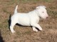 chiot Bull Terrier Miniature