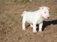 chiot Bull Terrier Miniature