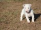 chiot Bull Terrier Miniature