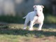 chiot Bull Terrier Miniature