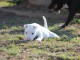 chiot Bull Terrier Miniature